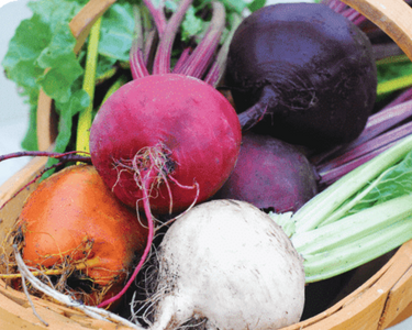 Rainbow Blend Showstopper Beet Seeds